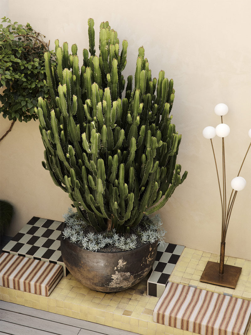 Banquette maçonnée avec un jeu graphique de carrelages de couleurs et énorme cactus Banquette maçonnée avec un jeu graphique de carrelages de couleurs et énorme cactus